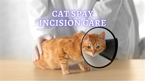 Cat Spay Incision Healing Process Pictures – [Vet Explains Pets]